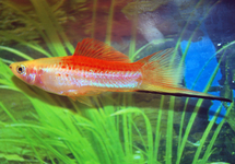 SWORDTAIL PINEAPPLE