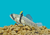 RHINOHORN GOBY