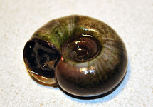POSTHORNSCHNECKE