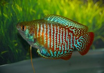 DWARF GOURAMI (M/F) 