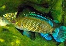BADIS