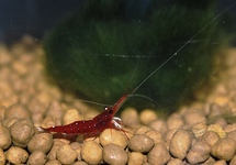 WHITE SPOT RED BEE SHRIMP