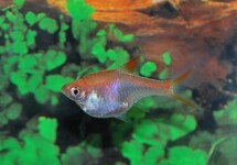 HARLEQUIN RASBORA GOLD