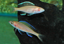 TANGANYIKA CICHLIDE ALBINO