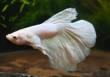 BETTA HALF MOON DUMBO EAR WHITE MALE