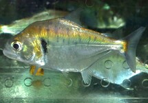 PIRANHA MANUELI