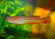 KILLIVIS AMIETI (MÂLE)