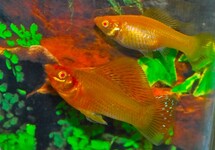 SEGELKÄRPFLING GOLD