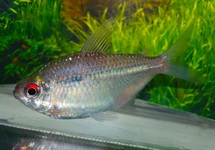 SILBER TETRA KOLOMBIEN
