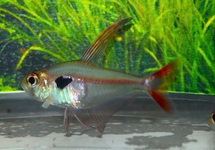 JUWEL TETRA