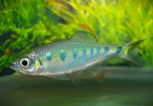 DANIO ARDENS