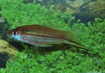 SWORDTAIL GREEN