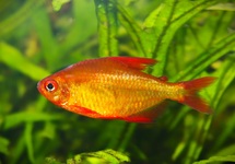 TÉTRA MZUEL ROUGE