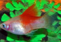 PLATY WIT RED TOP