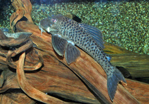 PLECO HYPOSTOMUS ALBINO