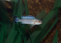 PINDANI CICHLID