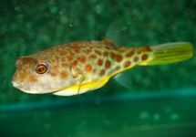 CROSS RIVER PUFFER