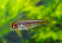 SCRATCHED INPA TETRA