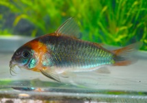 PANTSERMEERVAL EQUES