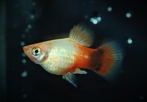 PLATY NEON WEISS ORANGE MICKEY