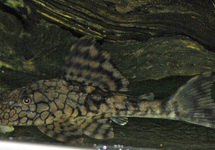 L037 HONEYCOMB PLECO