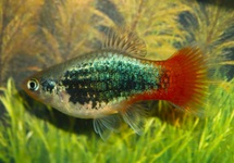 PLATY BLUE TUXEDO REDTAIL