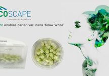 Anubias barteri var. nana 'Snow White' - In Vitro Cup