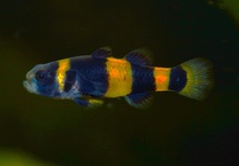 BUMBLEBEE GOBY