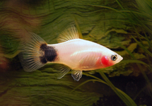 PLATY WHITE MICKEY