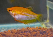 PEARL GOURAMI GOLD
