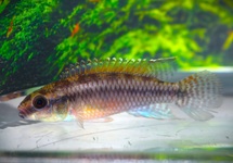 CONGOCICHLID DIMIDIATUS