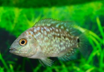 PEARL TEXAS CICHLID