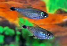 REED TETRA