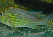AARDETER ALTIFRONS