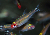 FIREHEAD TETRA