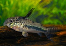 WAVY-LINE CORY