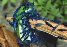 BLUE VELVET SHRIMP