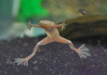 DWARF CLAWED FROG GOLD