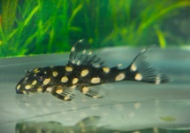 THREE SPINY TOADFISH