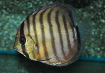 DISCUS PERU RIO NANAY