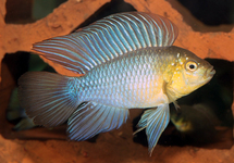 UMBRELLA DWARF CICHLID