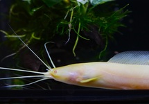 WALKING CATFISH ALBINO