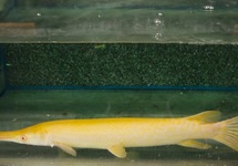 POISSON ALLIGATOR ALBINO