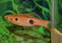 CLOWN RASBORA