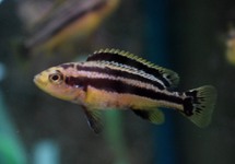 MALAWI BUNTBARSCH CHIPOKA