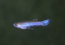 GUPPY MELANZONA BLUE (M/F)