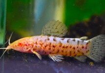 Other Armored Catfish