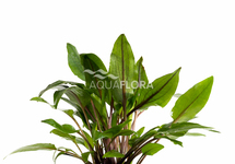 Cryptocoryne wendtii 'Green' - PE