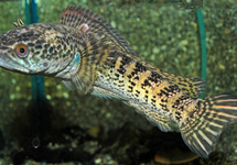 SNAKEHEAD ORANGE SPOTTED