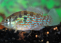 FLAGFISH